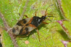 Anthocoridae